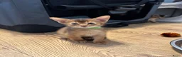Abyssinian cats for sale: Abyssinian kittens 🌟😻🌟 - Advert 12