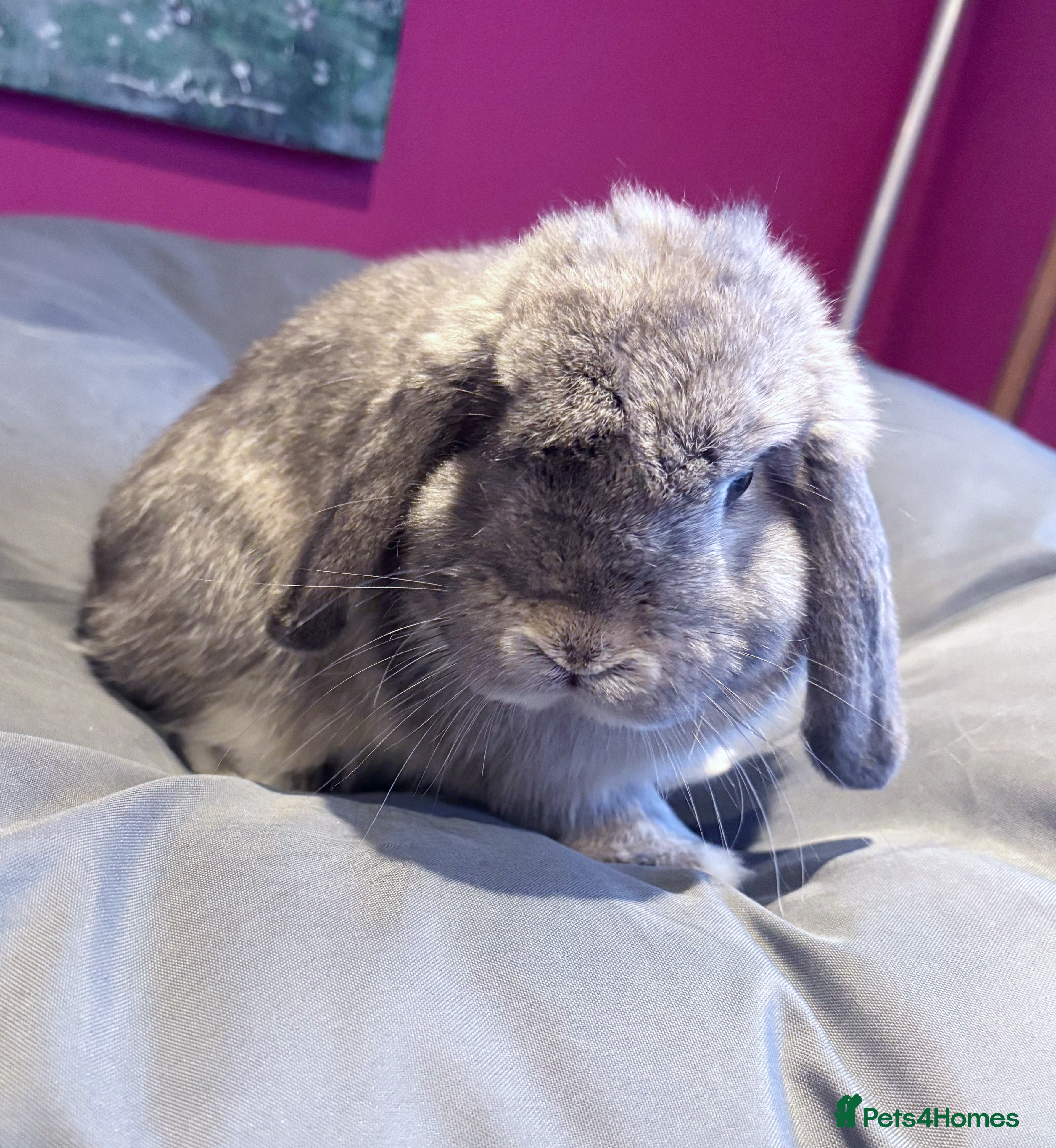 Mini Lop rabbits Beautiful Lilac Chin Mini Lop Buck Available - Advert 17