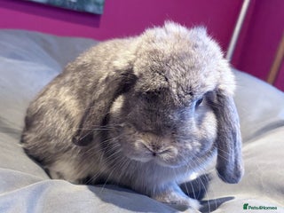 Mini Lop rabbits Beautiful Lilac Chin Mini Lop Buck Available - Advert 17