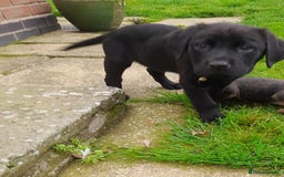Labrador Retriever dogs for sale: Black labrador puppy - Image 4