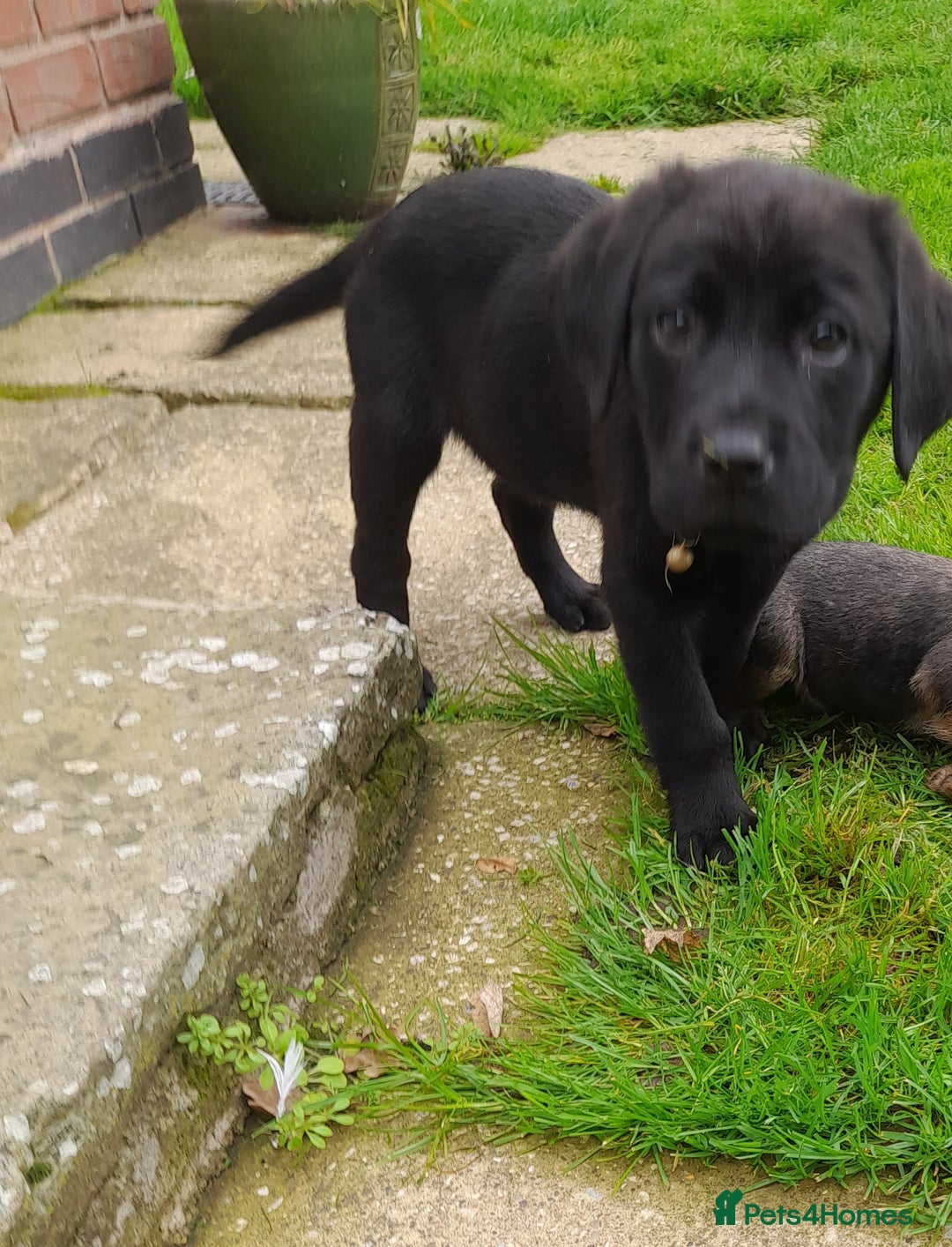 Labrador Retriever dogs for sale: Black labrador puppy - Image 4