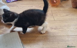 Mixed Breed cats for sale: ready to go - Image 28