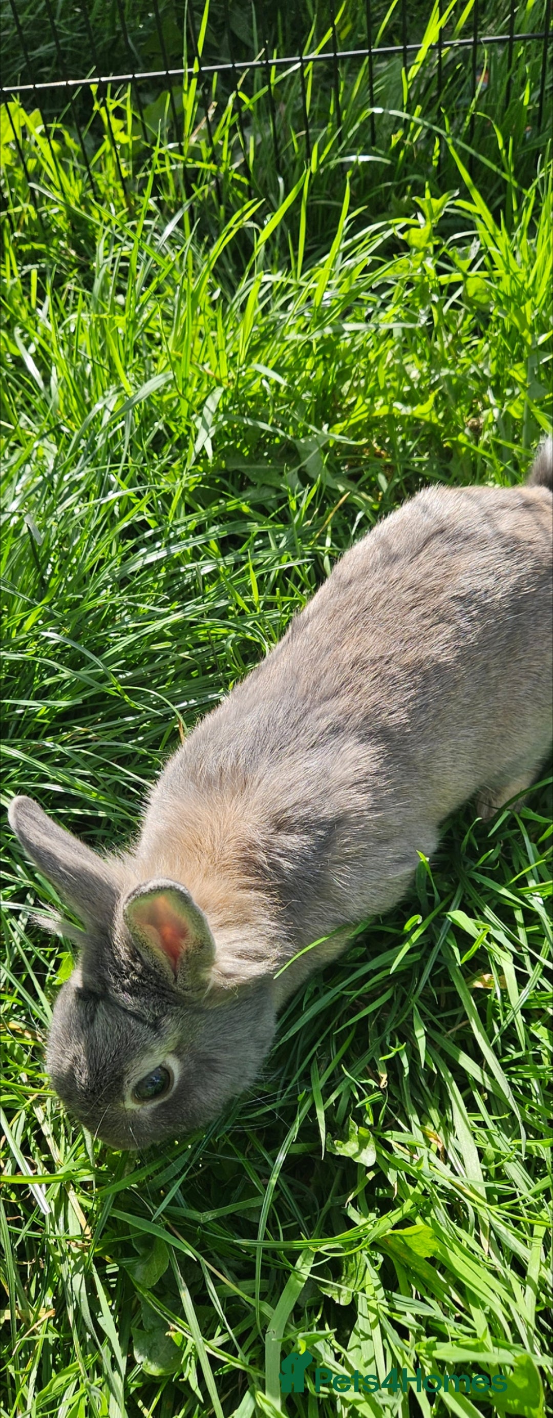 Netherland Dwarf rabbits for sale: 💫💫💫 Netherland dwarfs 💫💫💫 - Image 7