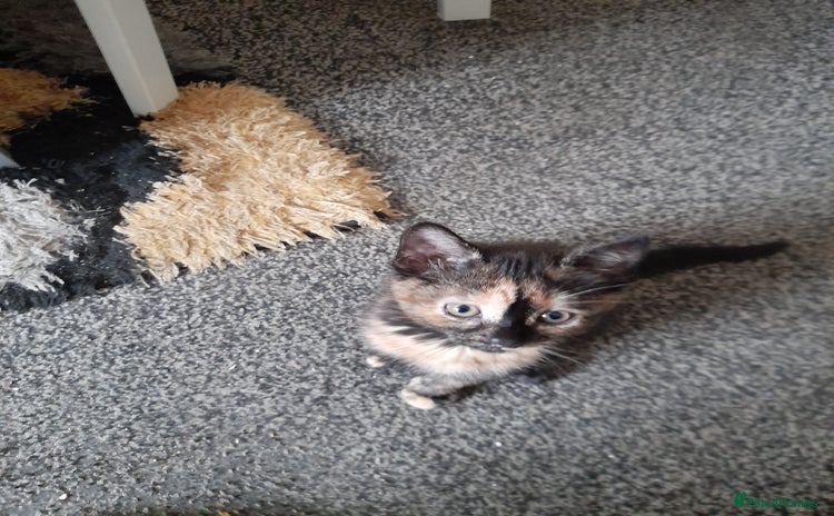 Mixed Breed cats - Advert 7