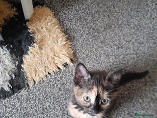 Mixed Breed cats - Advert 33