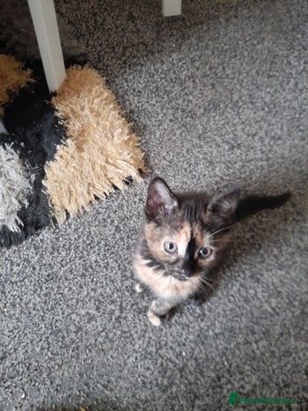 Mixed Breed cats - Advert 7