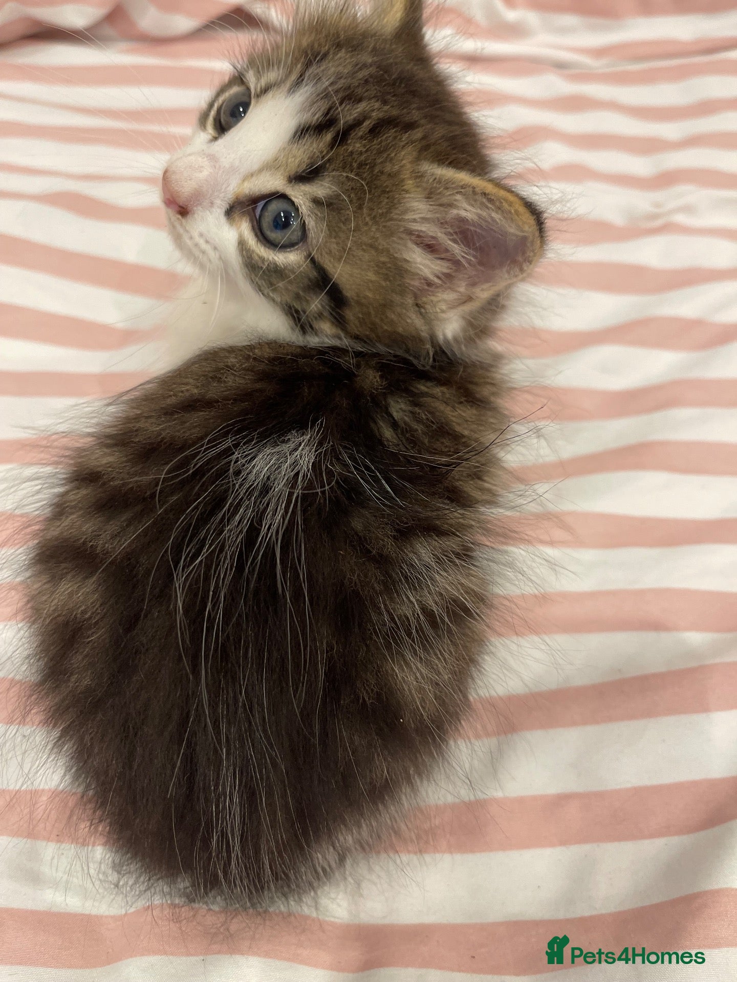 British Longhair cats 3 Fluffy Cuddly Kittens looking for homes - Advert 5