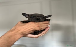 French Bulldog dogs for sale: KC Registered French Bulldogs  - Image 6