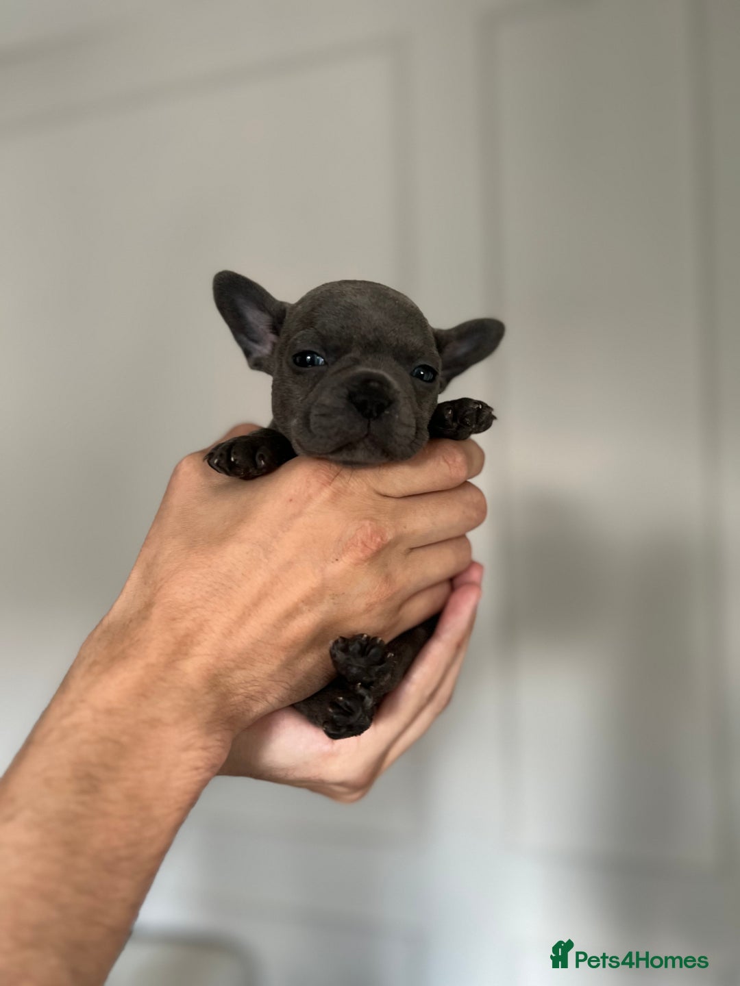 French Bulldog dogs for sale: KC Registered French Bulldogs  - Image 6
