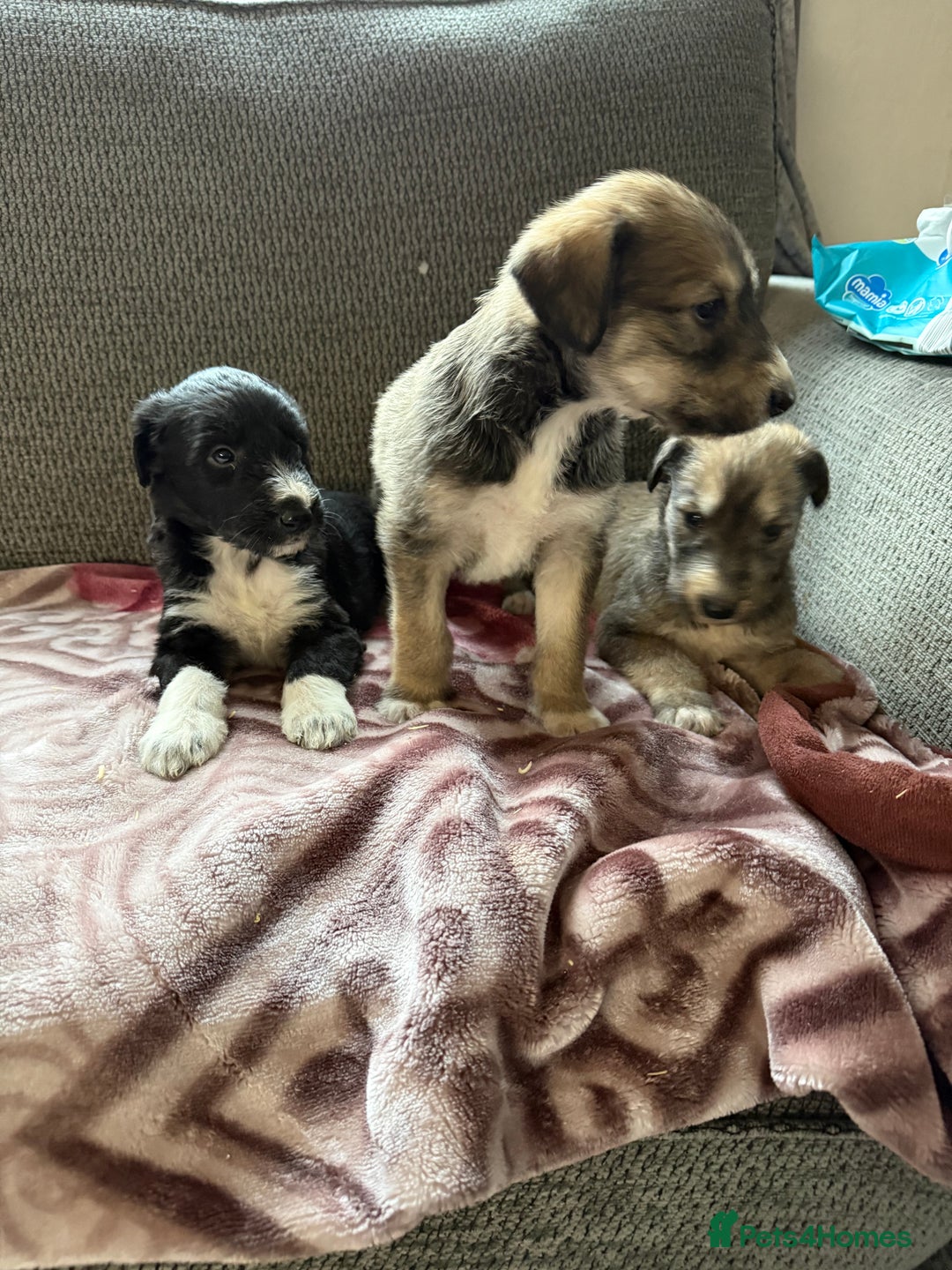 Lurcher dogs for sale: Beautiful woolly coated lurcher pups  - Advert 17