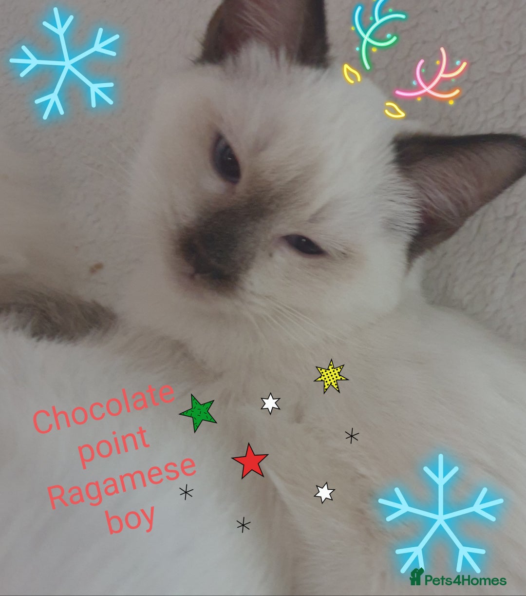 Ragamese cats for sale: Beautiful Ragamese Kittens  - Advert 1