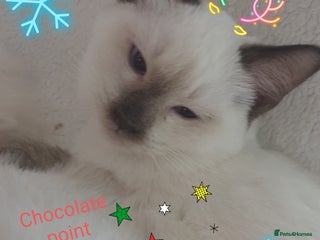 Ragamese cats Beautiful Ragamese Kittens - Advert 18