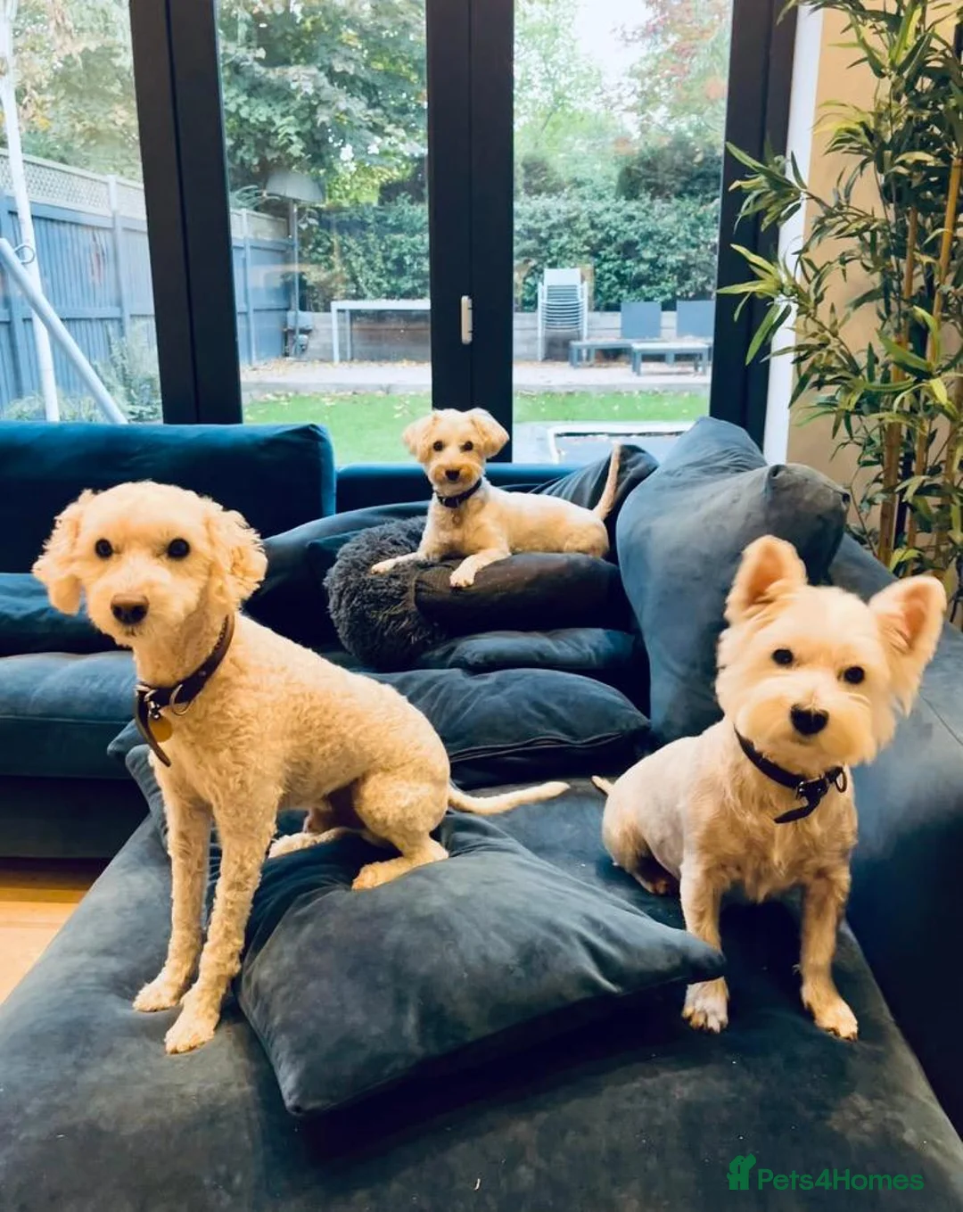 Westiepoo dogs for sale: Gorgeous Westiepoo Puppies - Advert 7