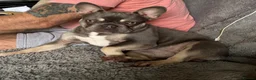 French Bulldog dogs for sale: Gorgeous silver & fawn French bulldog bitch - Advert 4