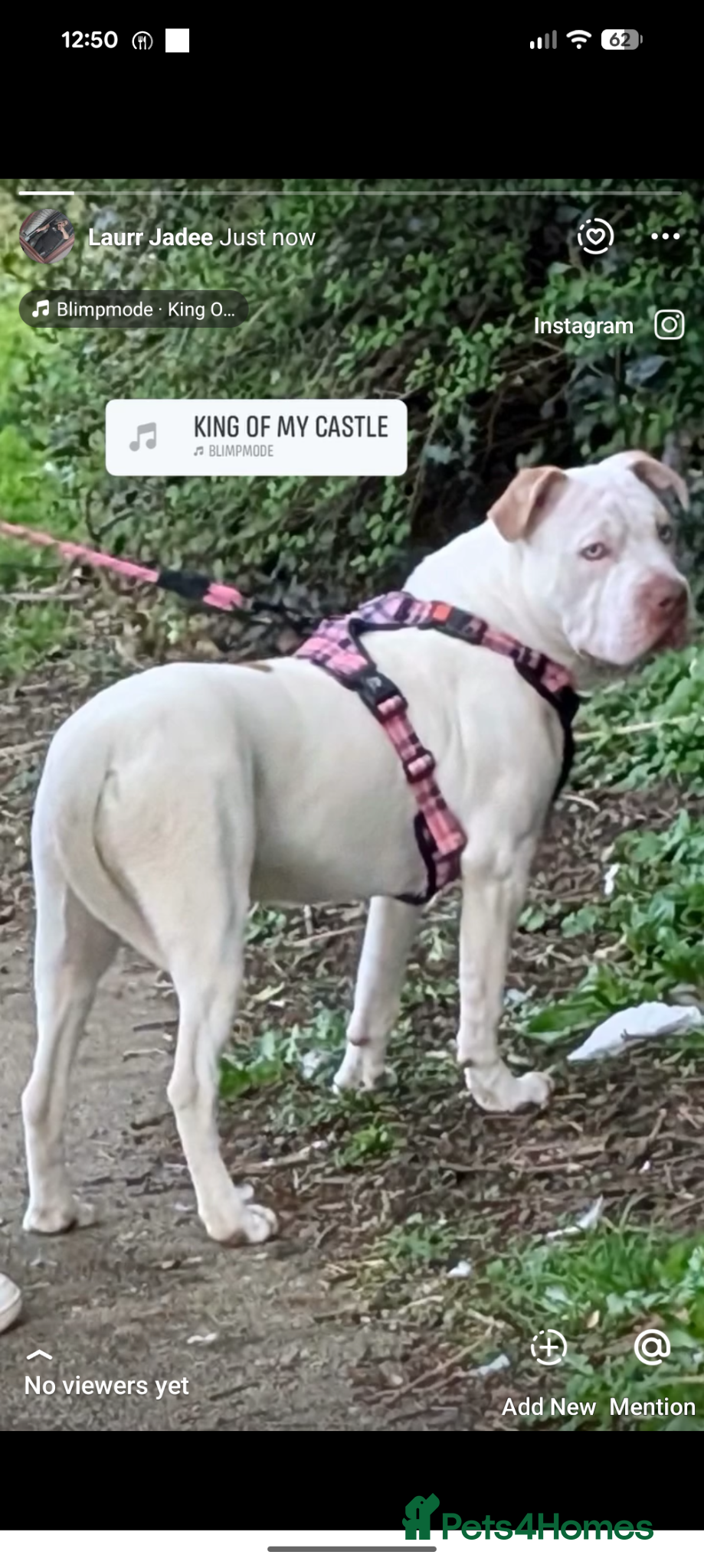 Mixed Breed dogs Staff - Advert 7