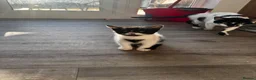 Mixed Breed cats for sale: Three adorable kittens looking for their new home in Goole - Advert 10
