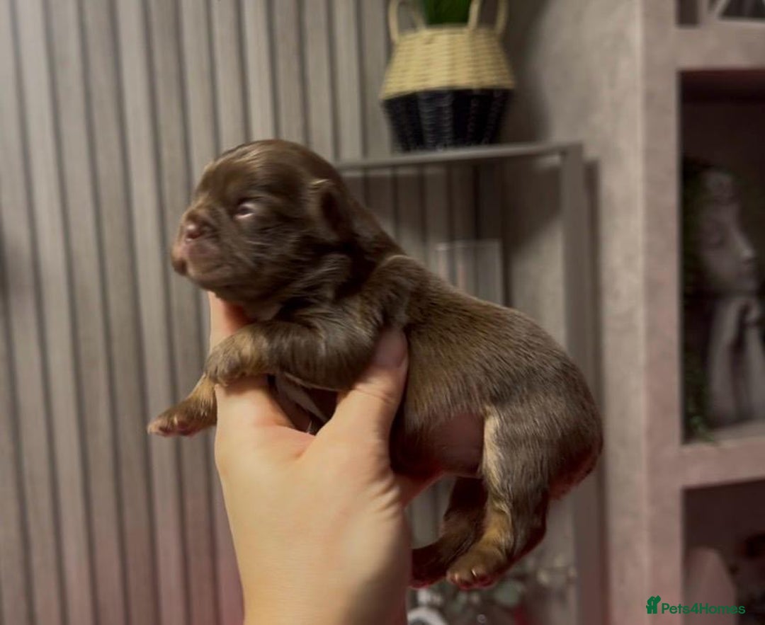 French Bulldog dogs for sale: Kc registered fluffy French bulldogs  - Advert 7