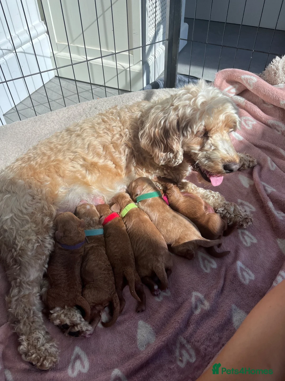 Cockapoo dogs for sale: 2 x Beautiful Male F1B Cockapoo in Eastbourne - Advert 1