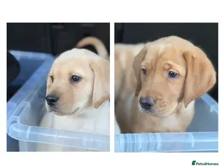 Labrador Retriever dogs 2 Labrador pups ready for their loving homes - Advert 13