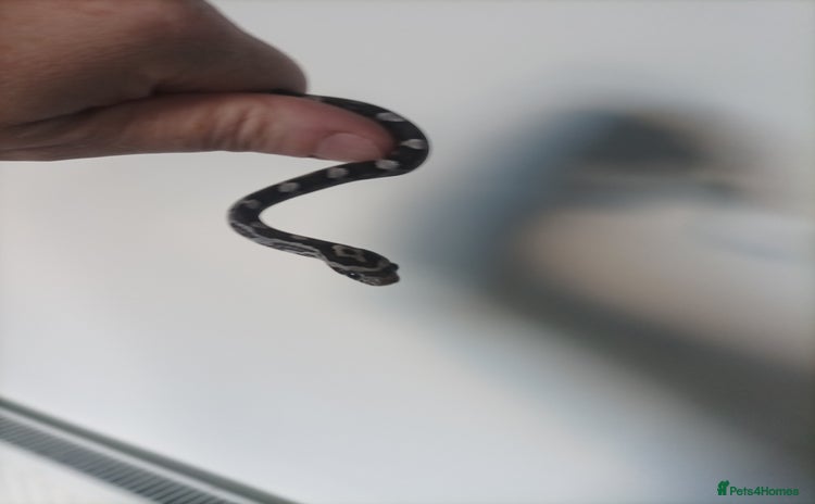 Corn Snake reptiles - Advert 5
