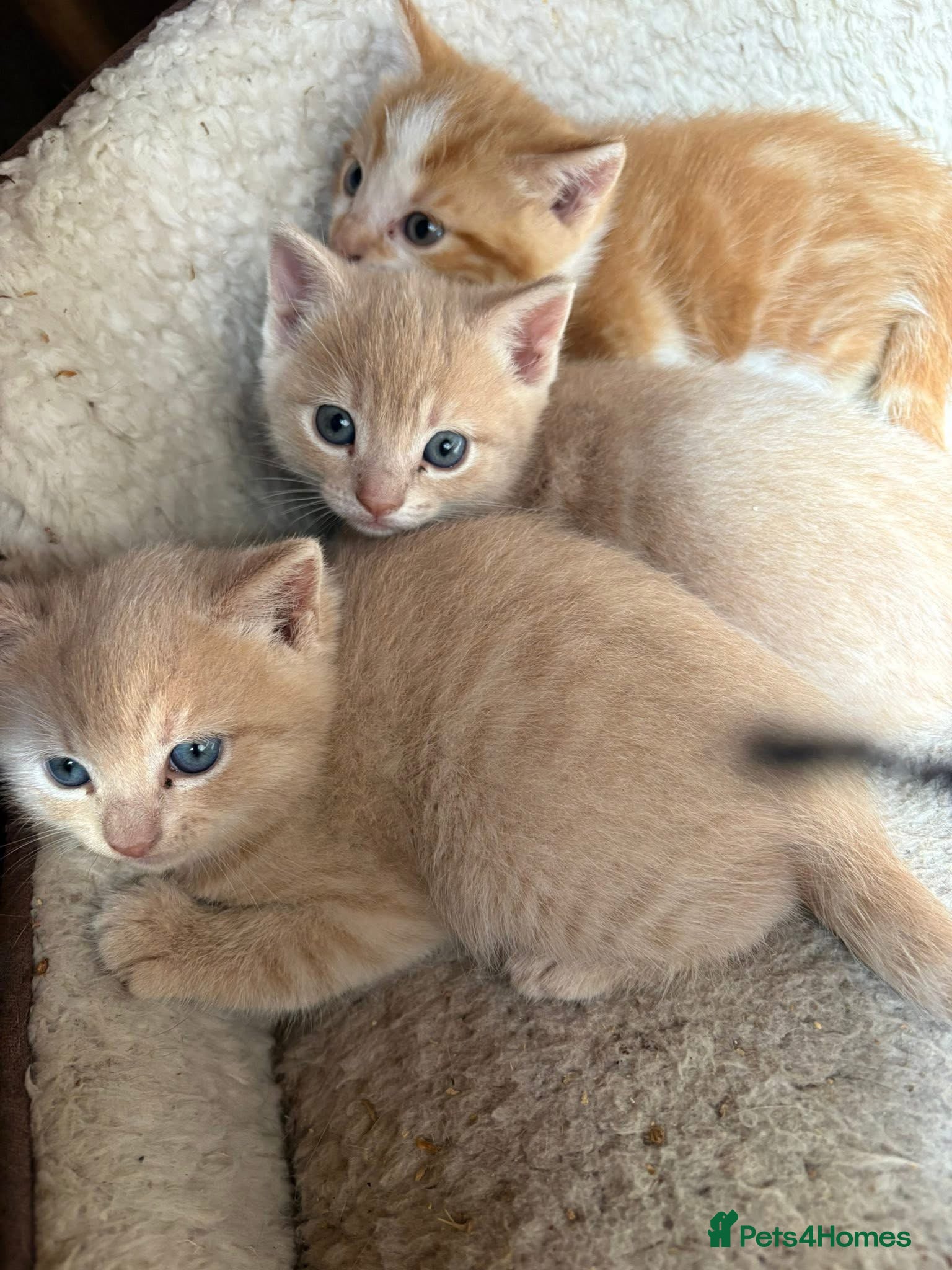 Mixed Breed cats Kittens  - Advert 8