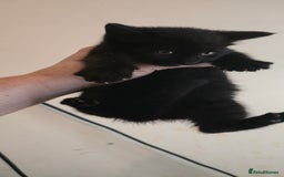 Mixed Breed cats for sale: 8 beautiful kittens ready for 1/09/2025 - Image 3