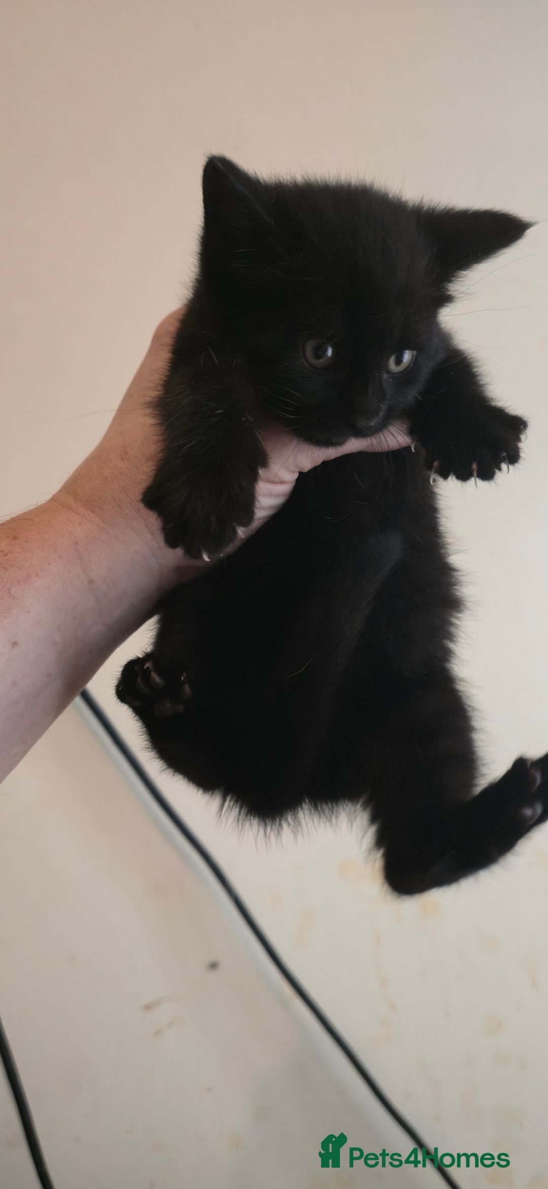 Mixed Breed cats for sale: 8 beautiful kittens ready for 1/09/2025 - Image 3