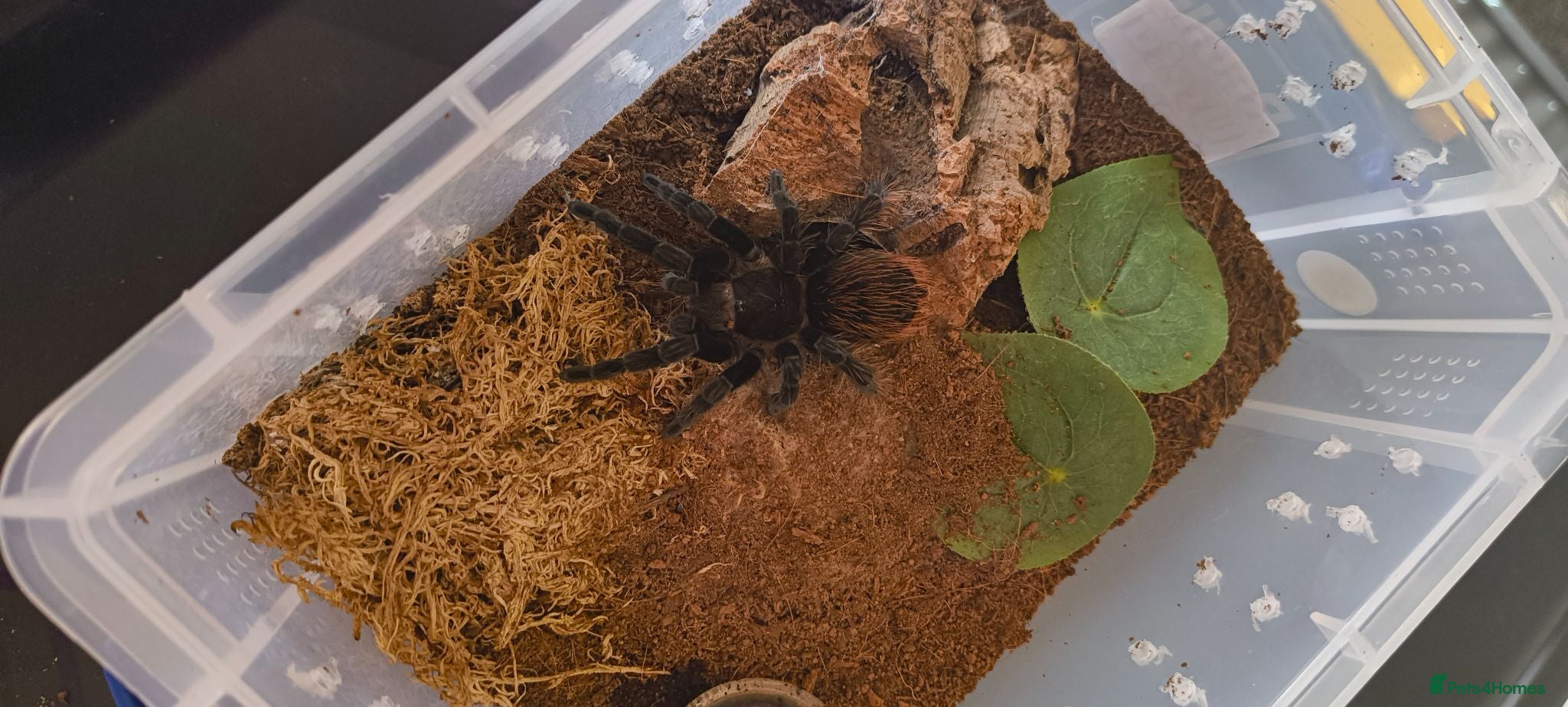 Tarantulas invertebrates Mexican red rump  - Advert 1
