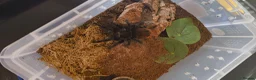 Tarantulas invertebrates for sale: Mexican red rump  - Advert 1