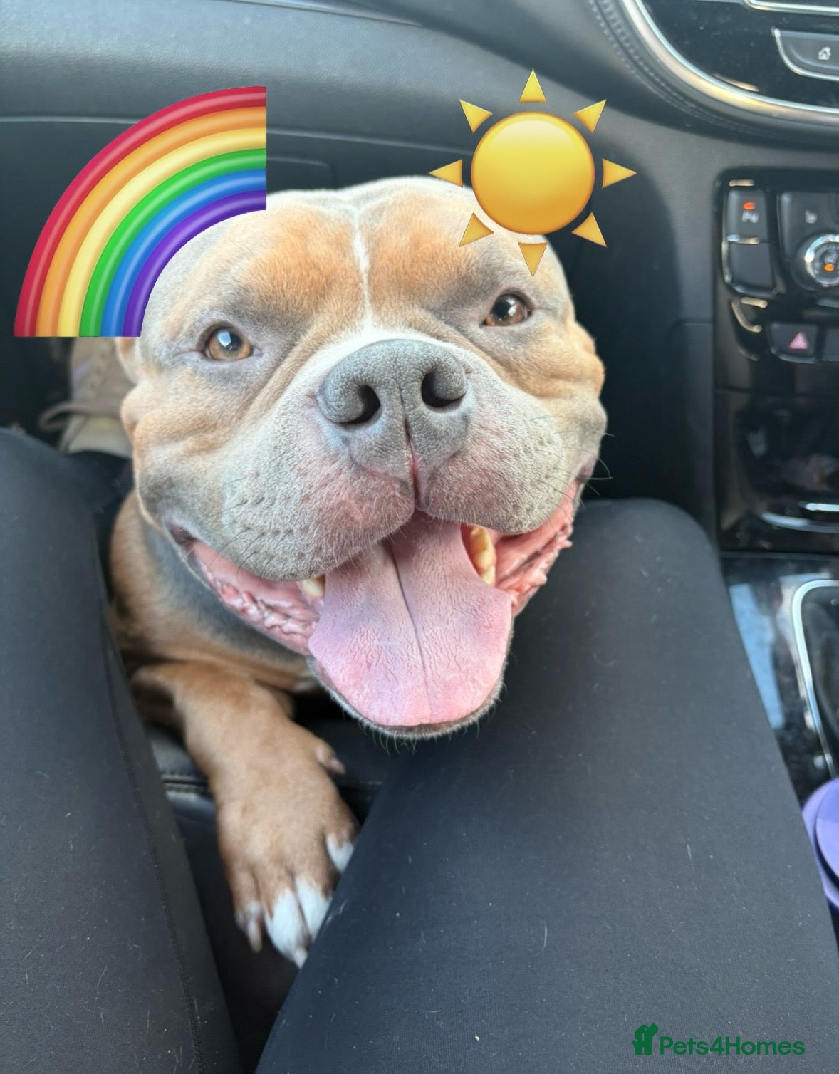 American Bully dogs Most handsome affectionate boy - Advert 4