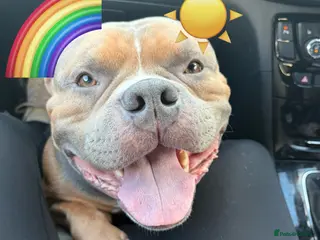 American Bully dogs Most handsome affectionate boy - Advert 4