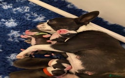 Boston Terrier dogs for sale:  🩷 KC reg gorgeous Boston terrier puppies  💙 - Image 7