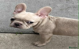 French Bulldog dogs for sale: Beautiful non kc female  - Image 7
