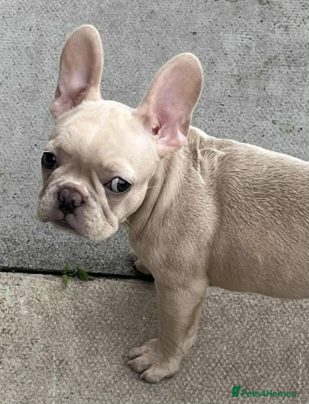 French Bulldog dogs for sale: Beautiful non kc female  - Image 7