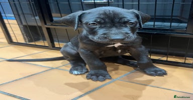 Great Dane dogs - Advert 5