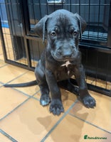 Great Dane dogs - Advert 5