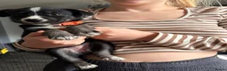 Mixed Breed dogs for sale: 7 huskadors please check prices - Advert 5