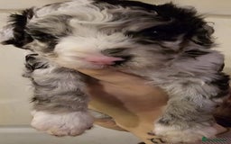 Cavapoo dogs for sale: Merle cavapoo boys  - Advert 7