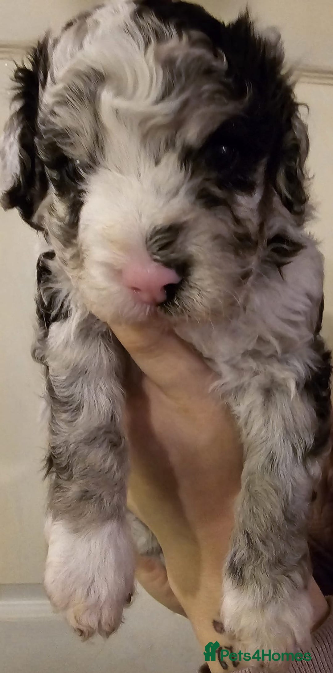 Cavapoo dogs for sale: Merle cavapoo boys  - Advert 7