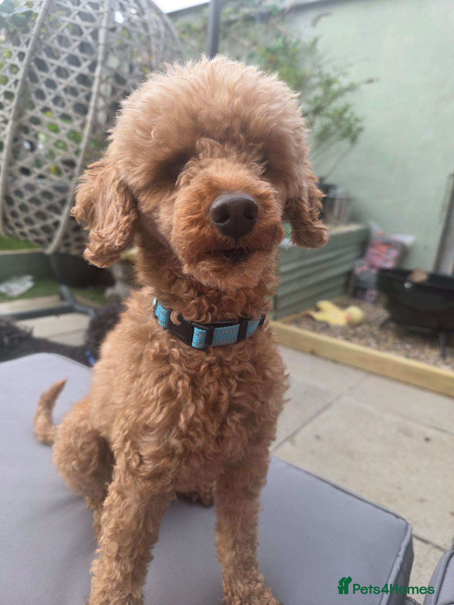 Toy Poodle dogs Male toy poodle 5yrs  - Advert 1
