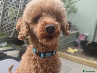 Toy Poodle dogs Male toy poodle 5yrs - Advert 3