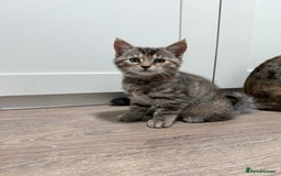 Mixed Breed cats for sale: Kittens looking for a loving home  - Image 15
