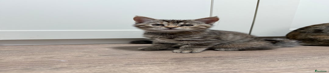 Mixed Breed Kitten 3