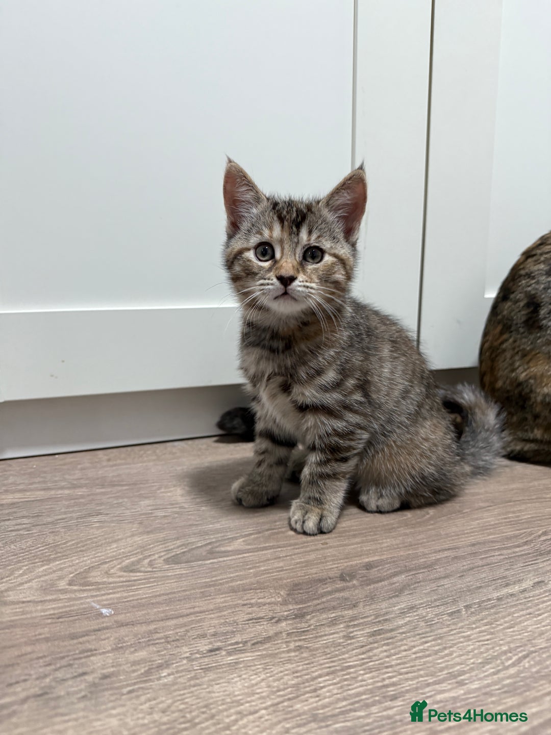 Mixed Breed cats for sale: Kittens looking for a loving home  - Image 15