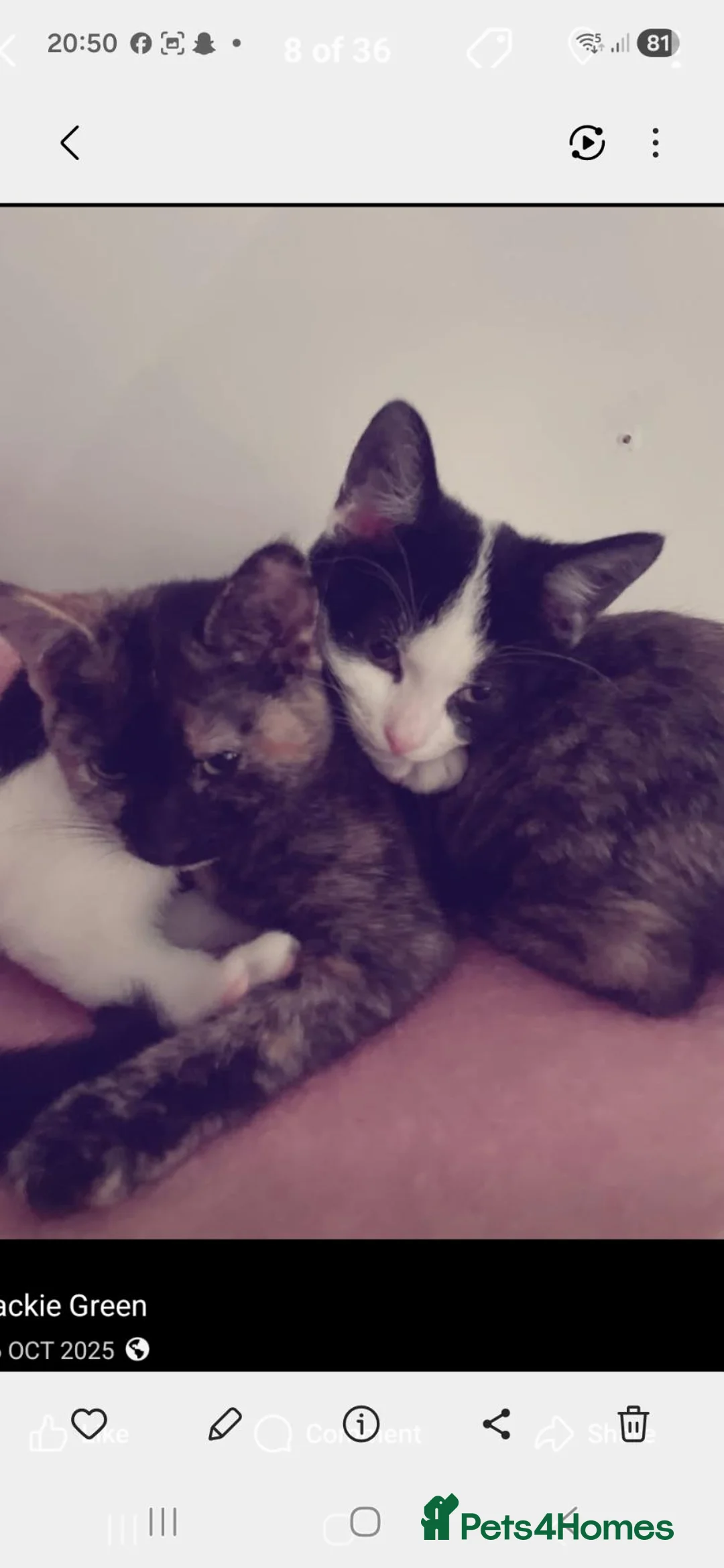 Mixed Breed cats for sale: Beautifull fluffy kittens - Advert 2