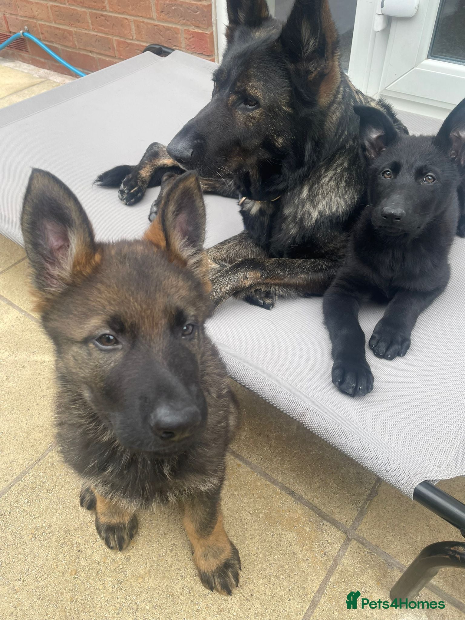 German Shepherd dogs German Shepherd Puppies-Trained Protection Parents - Advert 8