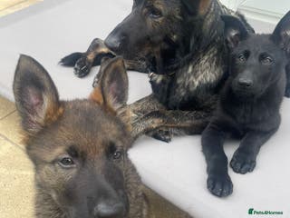 German Shepherd dogs Beautiful German Shepherd Puppies- 2 left - Advert 18
