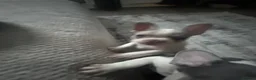 French Bulldog dogs for sale: beautiful french bull dog puppies - Advert 4