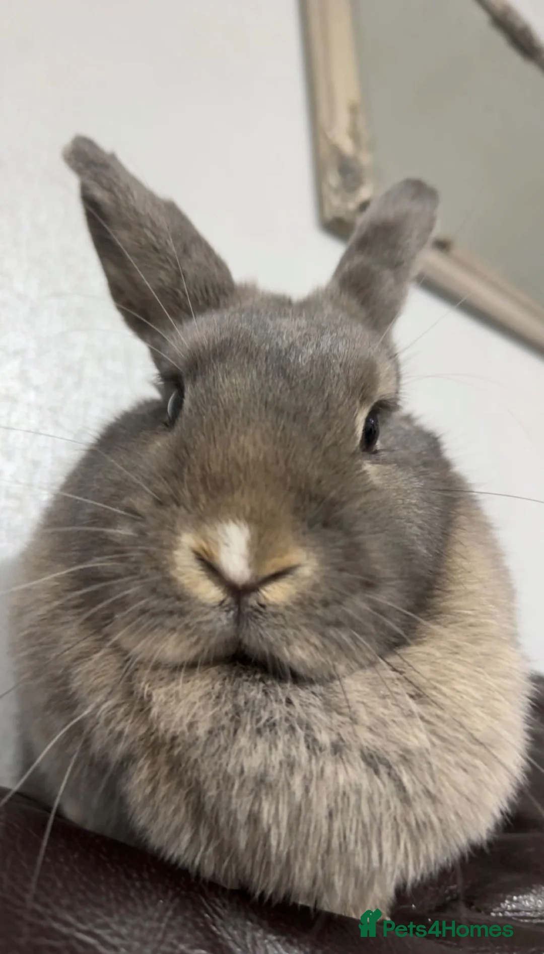 Dutch rabbits for sale: Bambi  - Advert 5
