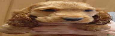 Cocker Spaniel 1